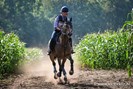 Volare door maisveld